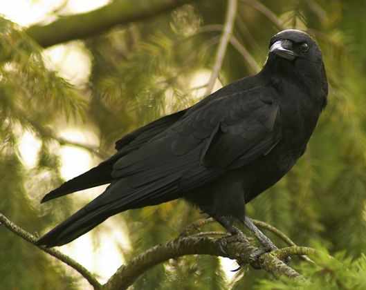 Appeau Corneille Noire - Ornithologie - Oiseaux/Appeaux - oiseaux