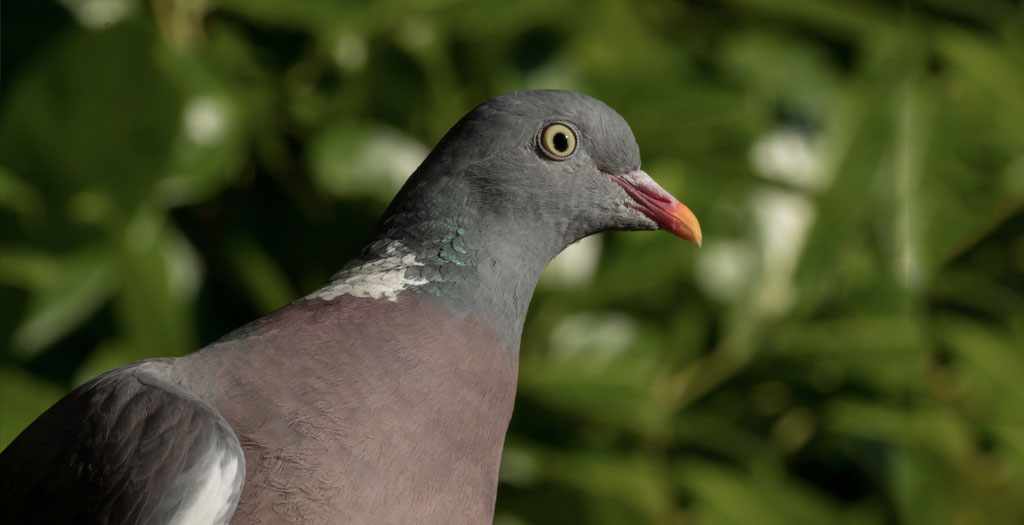 Guide d achat de No l pour le chasseur de pigeons Le blog