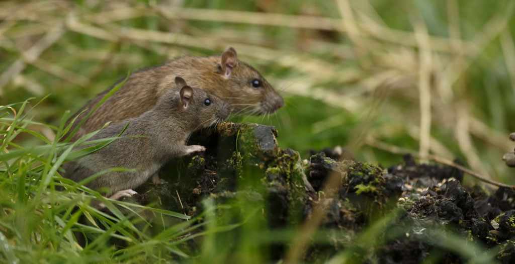 Des pièges contre les rats et souris à la Ferme de Beaumont