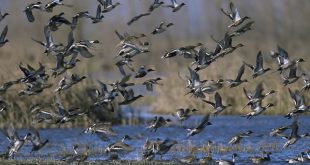 Rapport sur les populations d'oiseaux chassables en europe