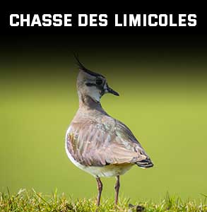ico-chasse-limicoles.jpg